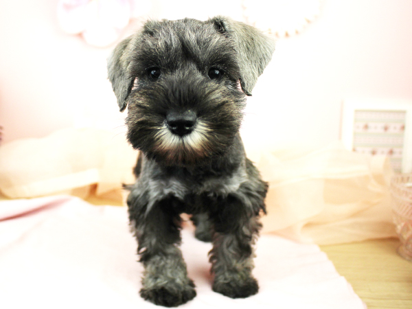子犬の名前が決まりました☆